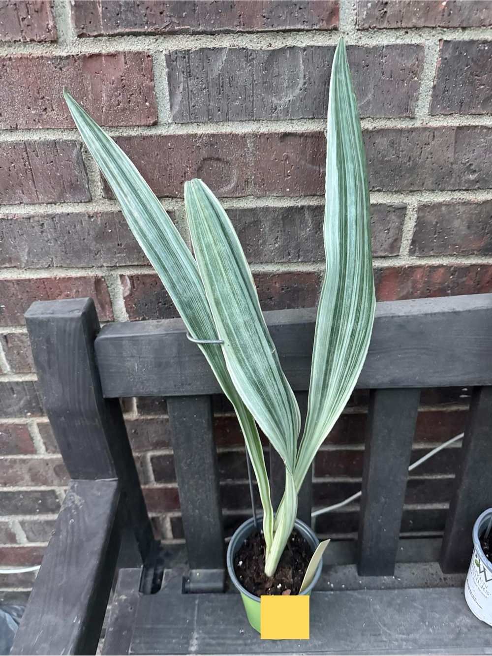 Sansevieria Sayuri 18-25”